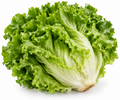 Lettuce
